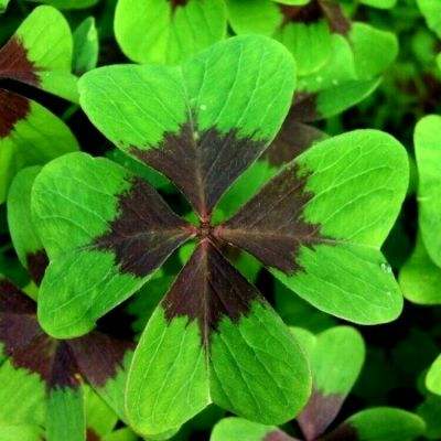 哈喽小精灵破解版下载